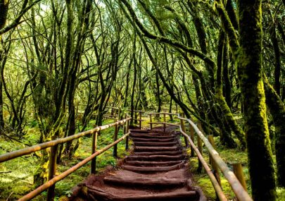 parque natural garajonay