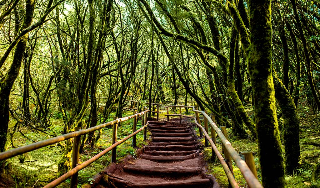 parque natural garajonay